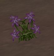prop-flowers-agrostemma.jpg