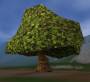 worldassets:trees:prop-hill_tree1.jpg