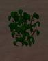 worldassets:plants:prop-flora_vine1.jpg