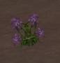 worldassets:plants:prop-flowers-agrostemma.jpg