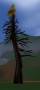 worldassets:trees:prop-burnt_pine5.jpg