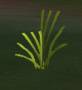 worldassets:plants:prop-grass4.jpg