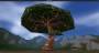 worldassets:trees:prop-acacia_tree3.jpg