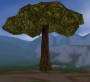 worldassets:trees:prop-giant_forest_tree3.jpg