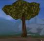 worldassets:trees:prop-giant_forest_tree6.jpg